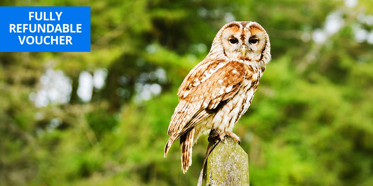Owl encounter experience in Devon, save 30% Owl encounter experience in Devon, save 30%