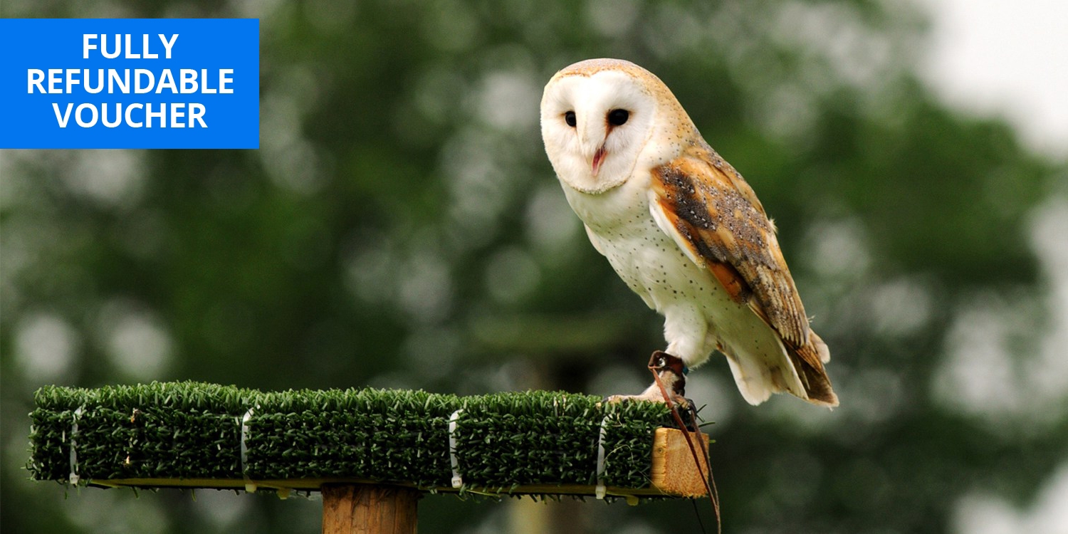Birds of prey flying & handling experience in Devon Birds of prey flying & handling experience in Devon