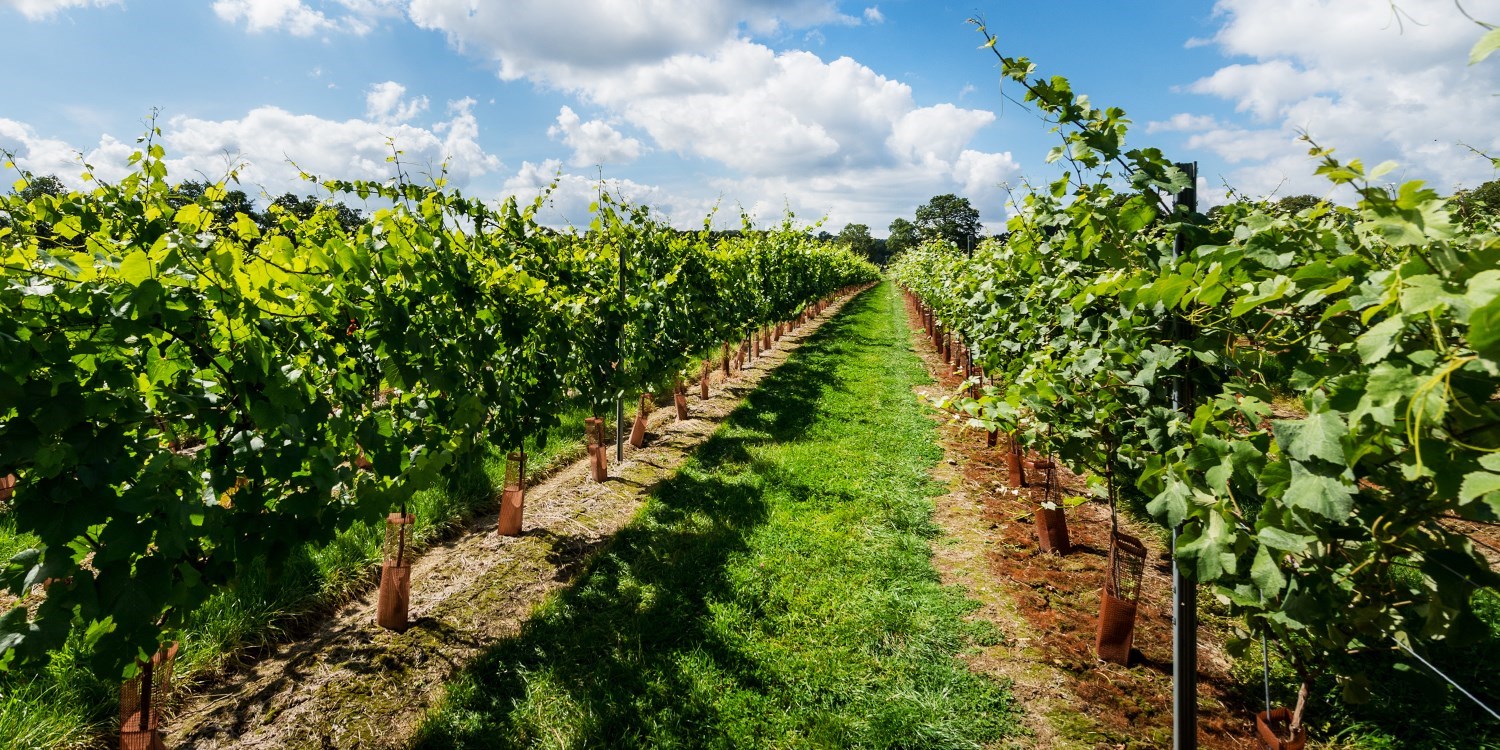 Sussex vineyard tour with tastings for 2, 43% off Sussex vineyard tour with tastings for 2, 43% off