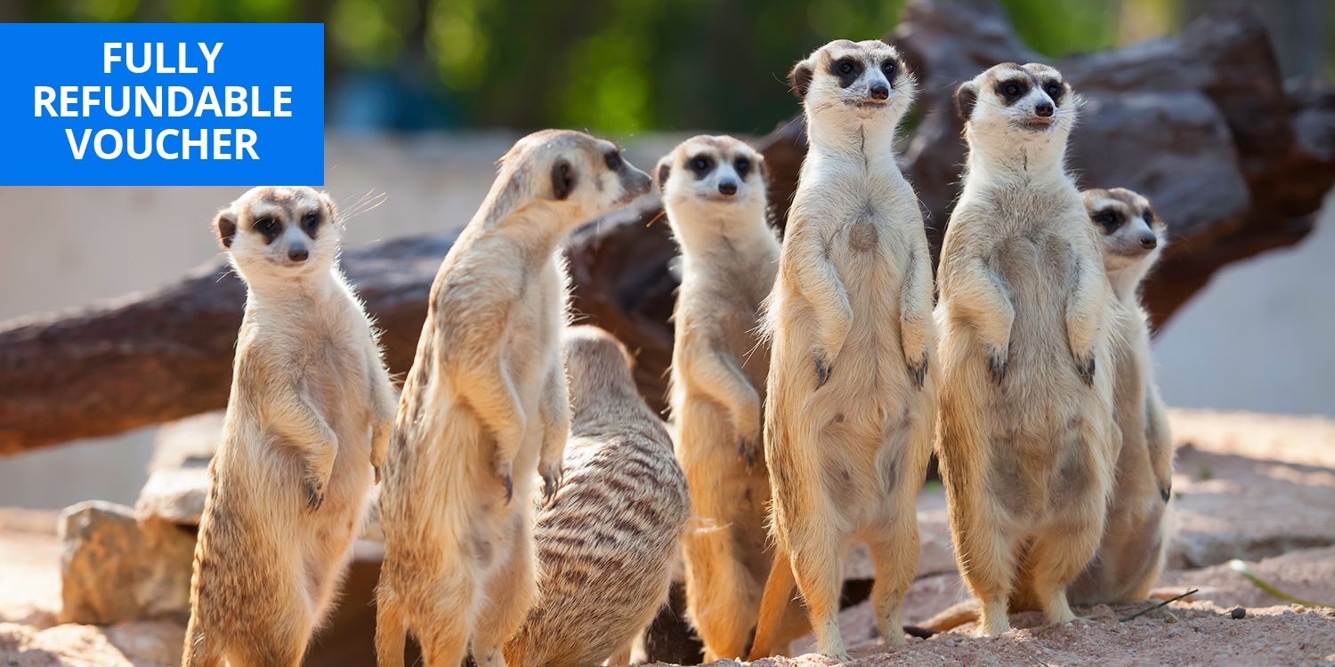 Meet-the-meerkats experience for 2 in Cambridgeshire Meet-the-meerkats experience for 2 in Cambridgeshire