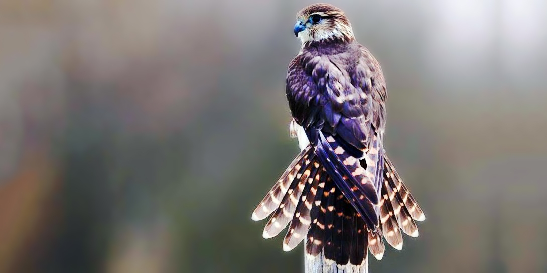 One-hour falconry experience for 2 in Essex One-hour falconry experience for 2 in Essex