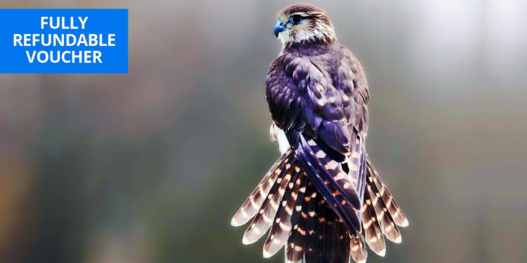One-hour falconry experience for 2 in Essex, 50% off One-hour falconry experience for 2 in Essex, 50% off