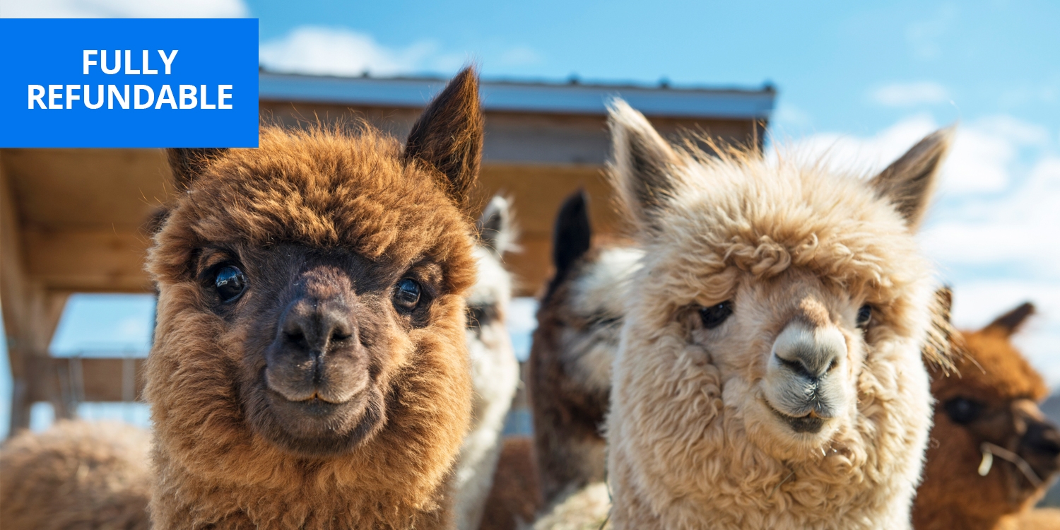 Highly rated alpaca walk for 2 in Kent, save 58% Highly rated alpaca walk for 2 in Kent, save 58%