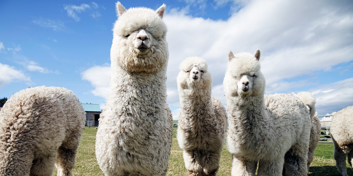 Alpaca walk & farm entry for 2, 25% off Alpaca walk & farm entry for 2, 25% off