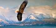 $279 -- Weeklong Alaska Cruise in Summer, 45% Off
