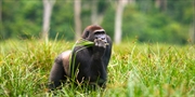 £1299 -- East Africa Gorilla Safari w/Flights, Save £215