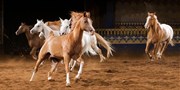 $30 -- Orlando: Arabian Nights Dinner Show, Reg. $67