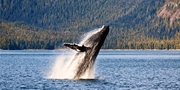 $199 -- B.C. Coastal Retreat incl. Whale Watching, Reg. $349