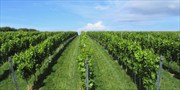 £9 -- Vineyard Tour &amp; Wine Tasting for 2 in Devon, Reg £15