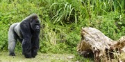 £6 -- Bristol Zoo Summer Evening Event Tickets, 50% Off