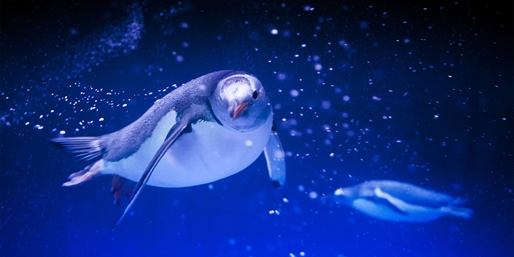 26 € -- Eintritt für 2 in den Sea Life Abenteuer Park, -43%
