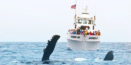 $30 -- Channel Islands: Peak-Season Whale Watching, $20 Off | Travelzoo