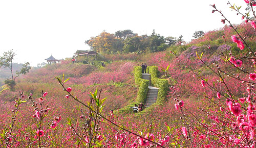 $999 -- 農曆年行大運！佛山豪食 2 天團 時令桃花滿山、住歐陸宮廷酒店