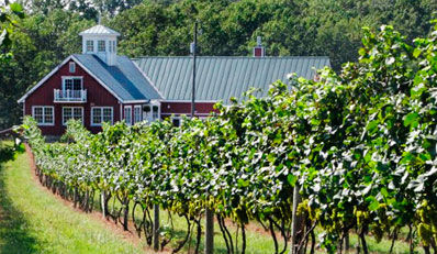 $28 - Virginia Vineyard Tour & Wine Picnic for 2, Reg. $80