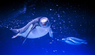 26 € -- Eintritt für 2 in den Sea Life Abenteuer Park, -43% 