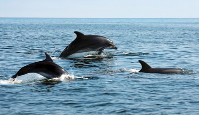 $15 -- Cape May: 2-Hour Dolphin-Watching Cruise, Reg. $30