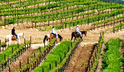 $59 -- Vineyard Horseback Ride w/Winery Tastings, Reg. $150