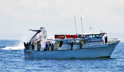 $25 -- Monterey Bay: Summer Whale-Watching Cruise, Reg. $40