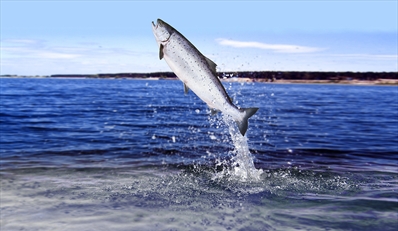 $99 -- Full-Day Columbia Fishing Trip incl. Gear, Reg. $200