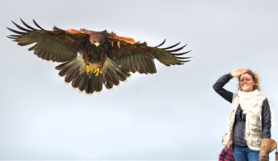 $35 -- Hands-On Falconry Experience Near San Diego, Half Off