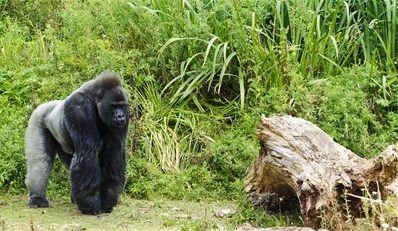 £6 -- Bristol Zoo Summer Evening Event Tickets, 50% Off