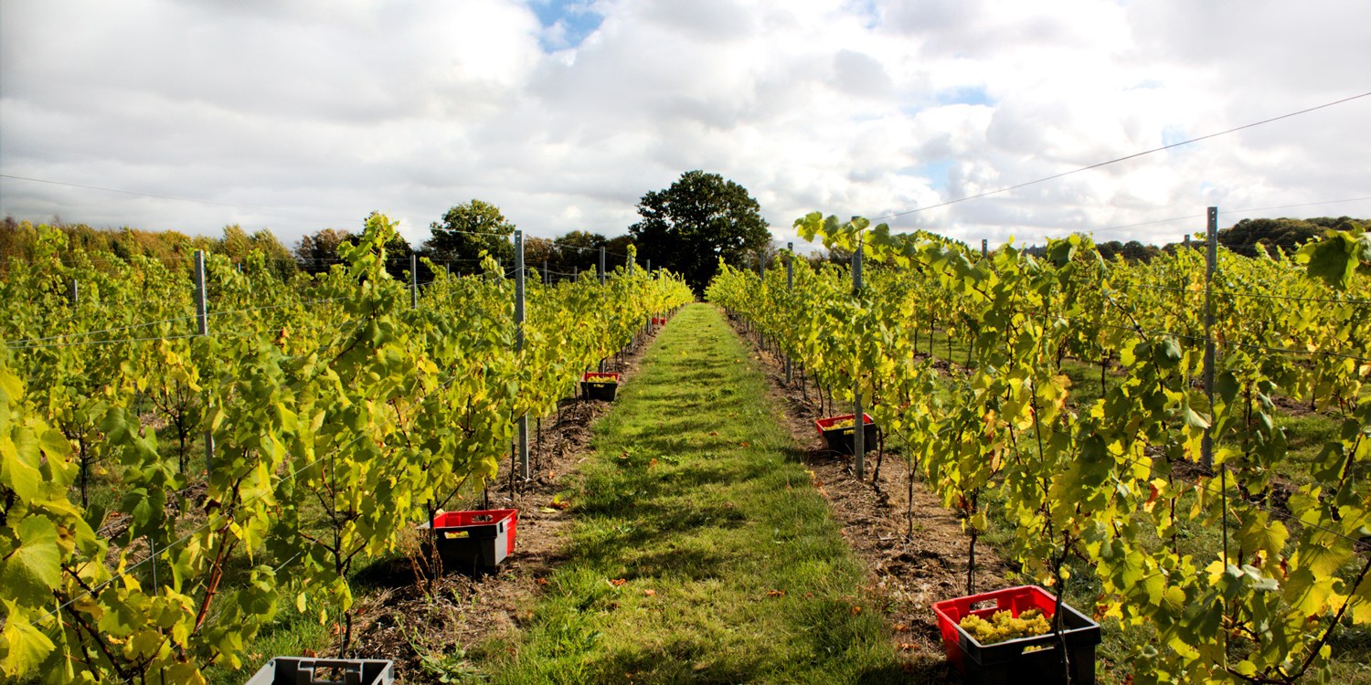 Kent wine estate: tour, tasting & platter for 2 Kent wine estate: tour, tasting & platter for 2