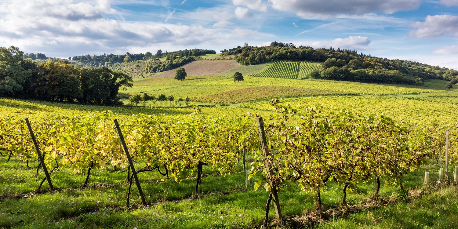 Surrey vineyard train tour w/bubbly for 2, 62% off Surrey vineyard train tour w/bubbly for 2, 62% off