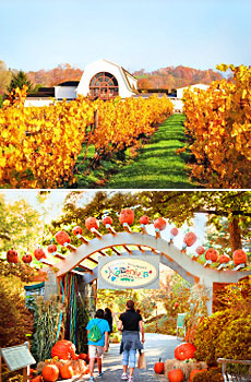 Top: Millbrook Vineyard<br>Bottom: Haunted Pumpkin Garden at the NY Botanical Garden