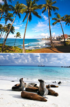 Top: Salvador, Brazil <br>Bottom: Seals in the Galapagos Islands