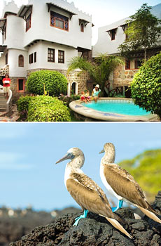 Middle: Red Mangrove Santa Cruz Divers Lodge<br>Bottom: Blue-footed boobies
