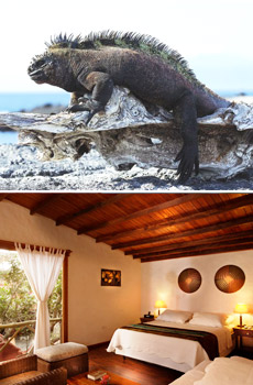 Top: Galapagos marine iguana<br>Bottom: Red Mangrove Aventura Lodge