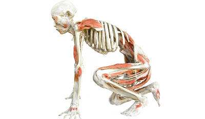 $7 - This Summer: 'Bodies' Exhibit in Myrtle Beach, Reg. $14