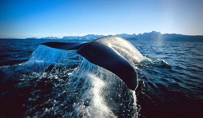 $29 -- Blue Whale-Watching Cruise for 2 w/Drinks, Reg. $72