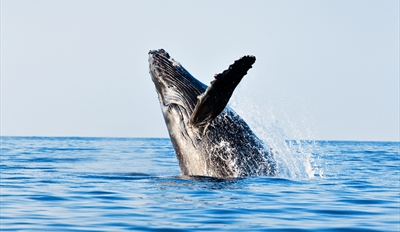 $20 -- NJ Whale-Watching in Prime Season, Reg. $40