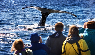 $22 -- Blue Whale Watching Trip from Mission Bay, Half Off