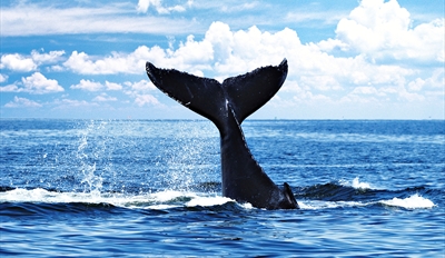 $69 -- Coronado Islands Blue Whale Watching Trip, 65% Off