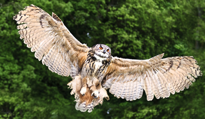 £16 -- 2-Hour Birds of Prey Experience, Reg £65