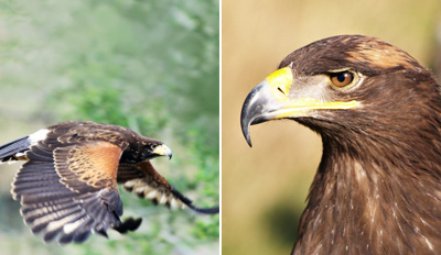£18 -- 2-Hour Falconry Experience inc Handling, Reg £95