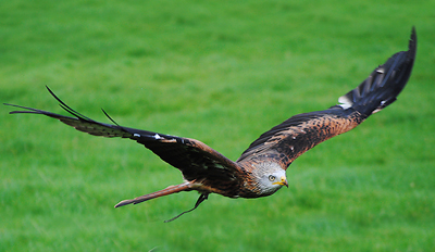 £25 -- Half-Day Falconry Experience inc Handling, Reg £100