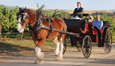 $69 - Livermore Wine Carriage Tour w/Lunch, Reg. $160