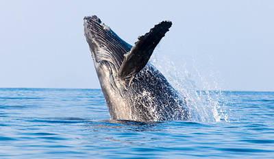  $25 -- Whale- & Dolphin-Watching Trip from Breezy Point