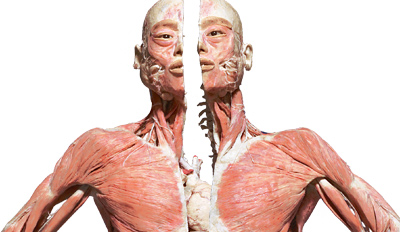 $14 - ‘Bodies…The Exhibition’ in New York, Reg. $29