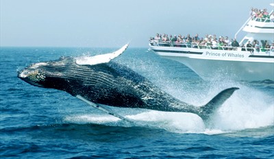 $29 -- Whale-Watching Cruise This Summer, Reg. $50