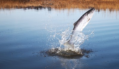 $99 -- Full-Day Salmon Fishing Trip incl. Gear, Reg. $200