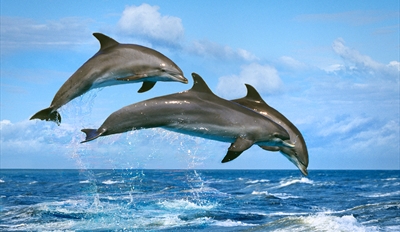 $33 -- Semi-Private Dolphin- &amp; Bird-Watching Cruise